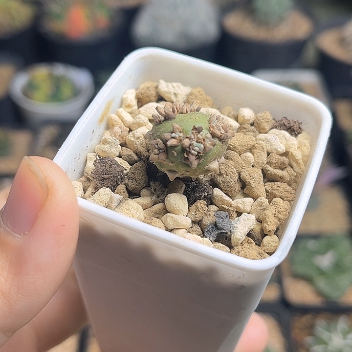 白皮月界实生球1.6公分