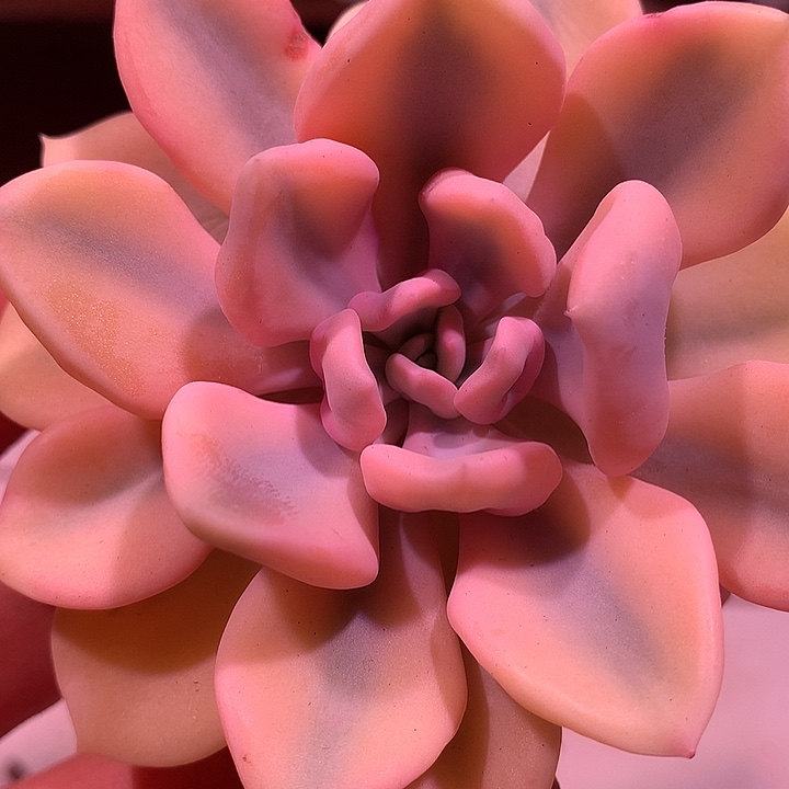 丘比特头盖锦锦锦锦锦锦锦