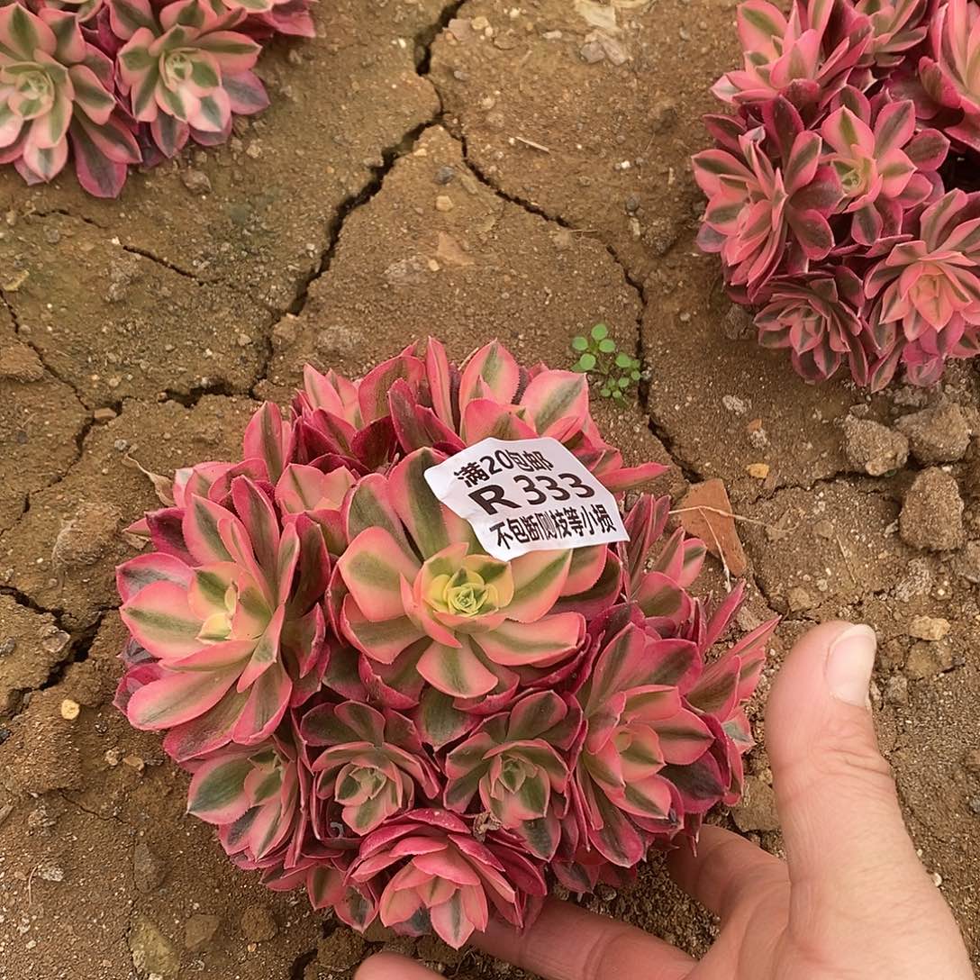 333女巫多肉法师锦