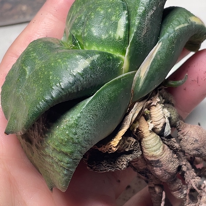 卧牛锦一物一拍4号