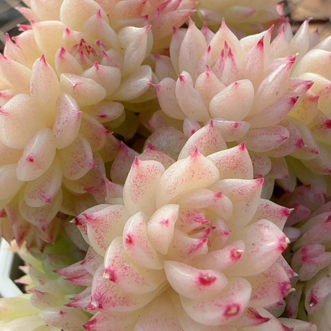 花语逸镜0206-703