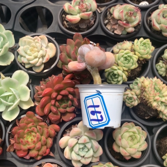 甜***熊一物一拍汤圆多肉167