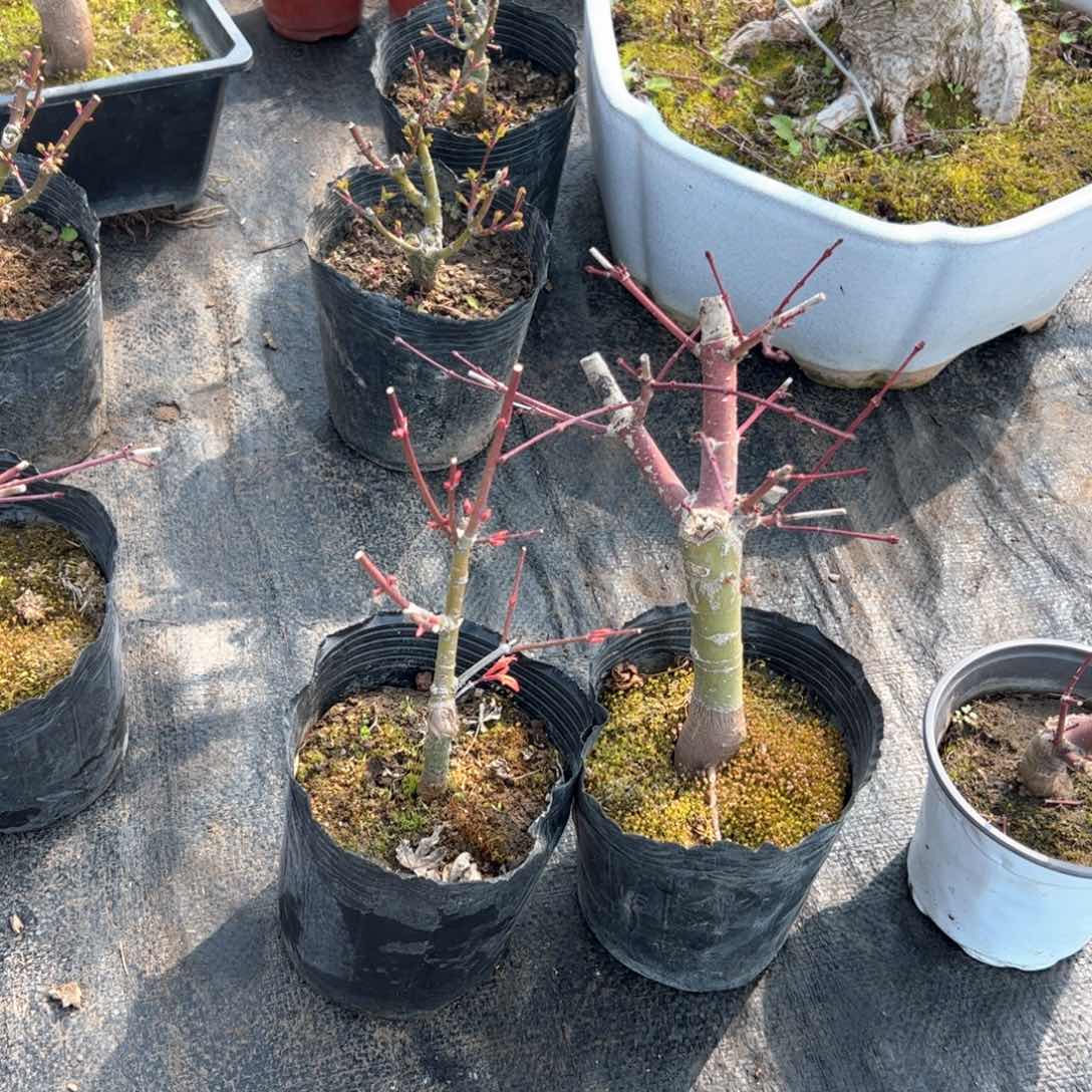 感**枫树风情枫树枫树