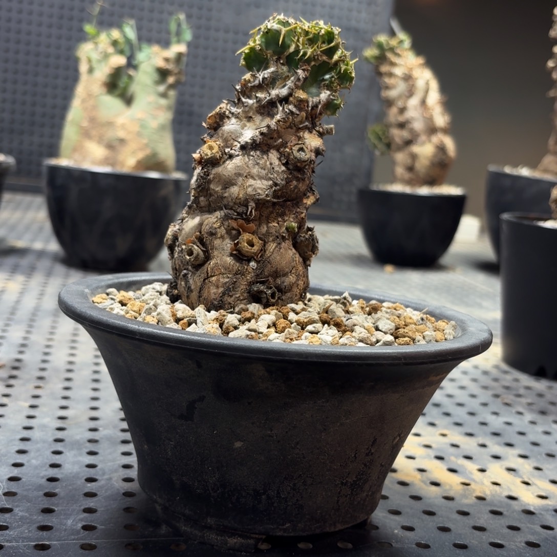 火山大几2669999999996666