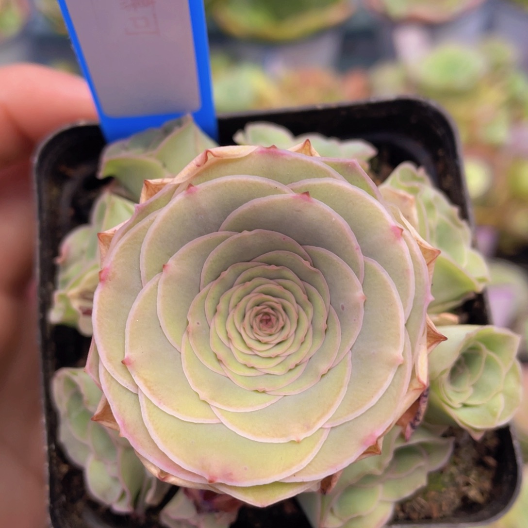 慕可玫瑰J128一物一拍