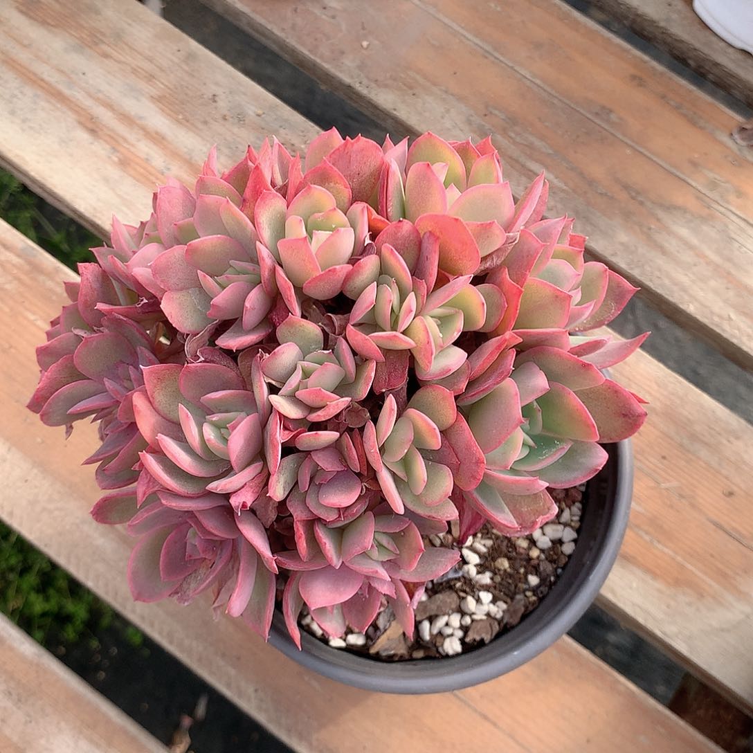 绮罗多肉植物老桩