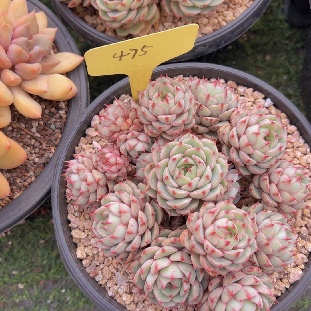 香玉的故事是一个人的故事