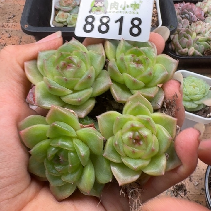多肉植物多肉植物