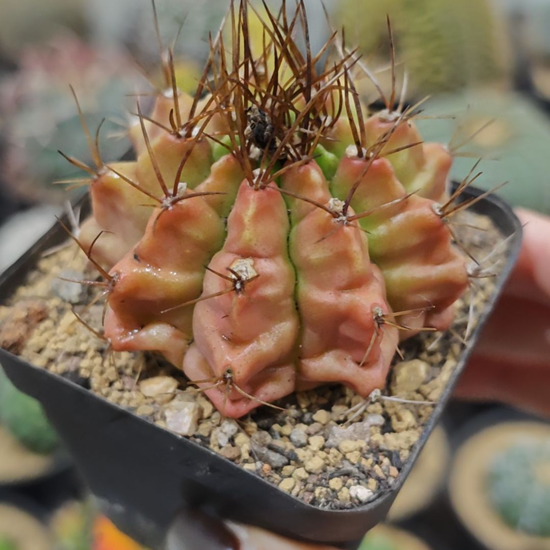 实生根粉龟甲牡丹
