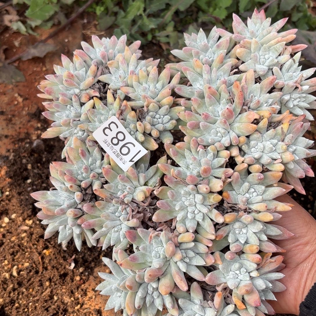 白姆仙女杯多肉福利