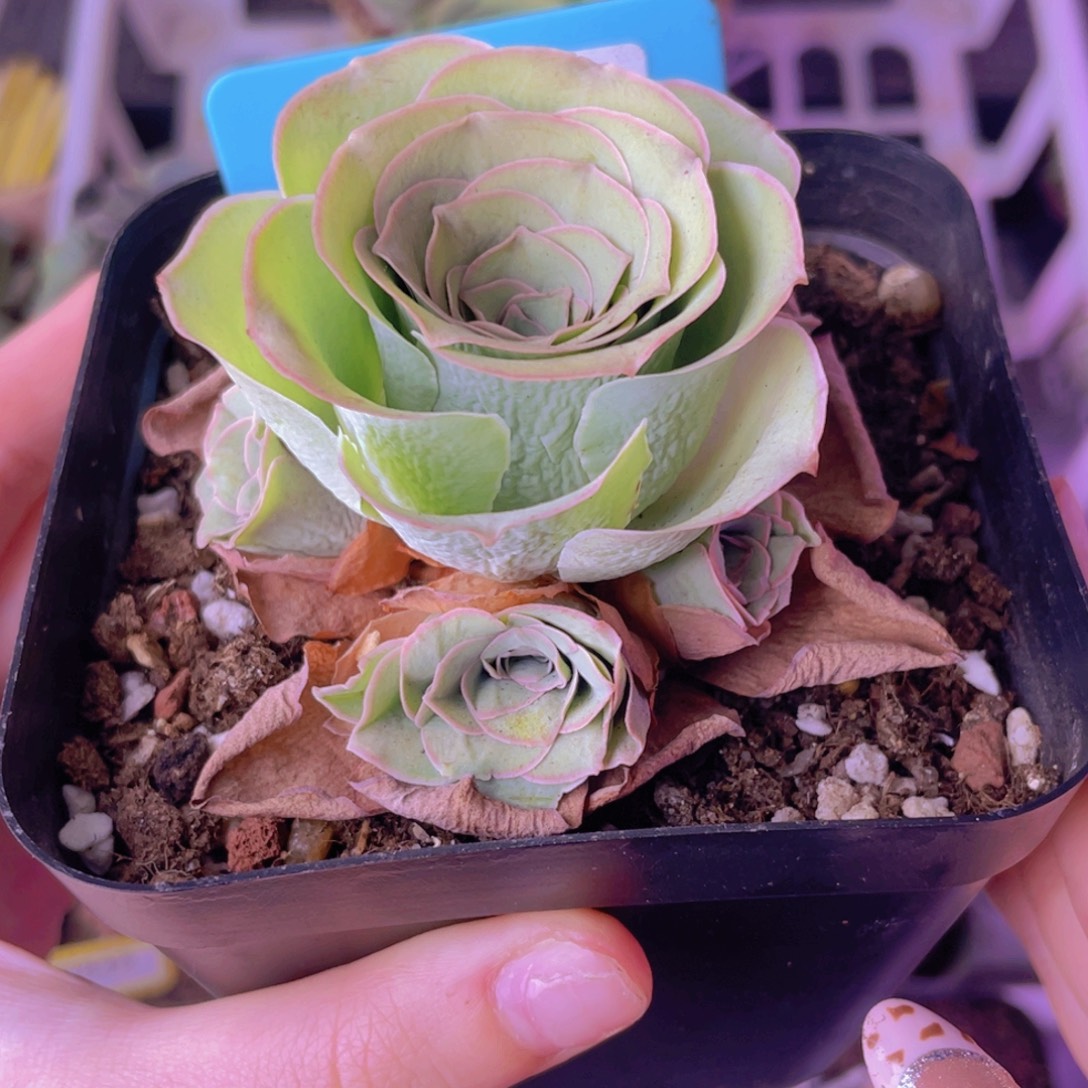 单品一物一拍637号山地玫瑰