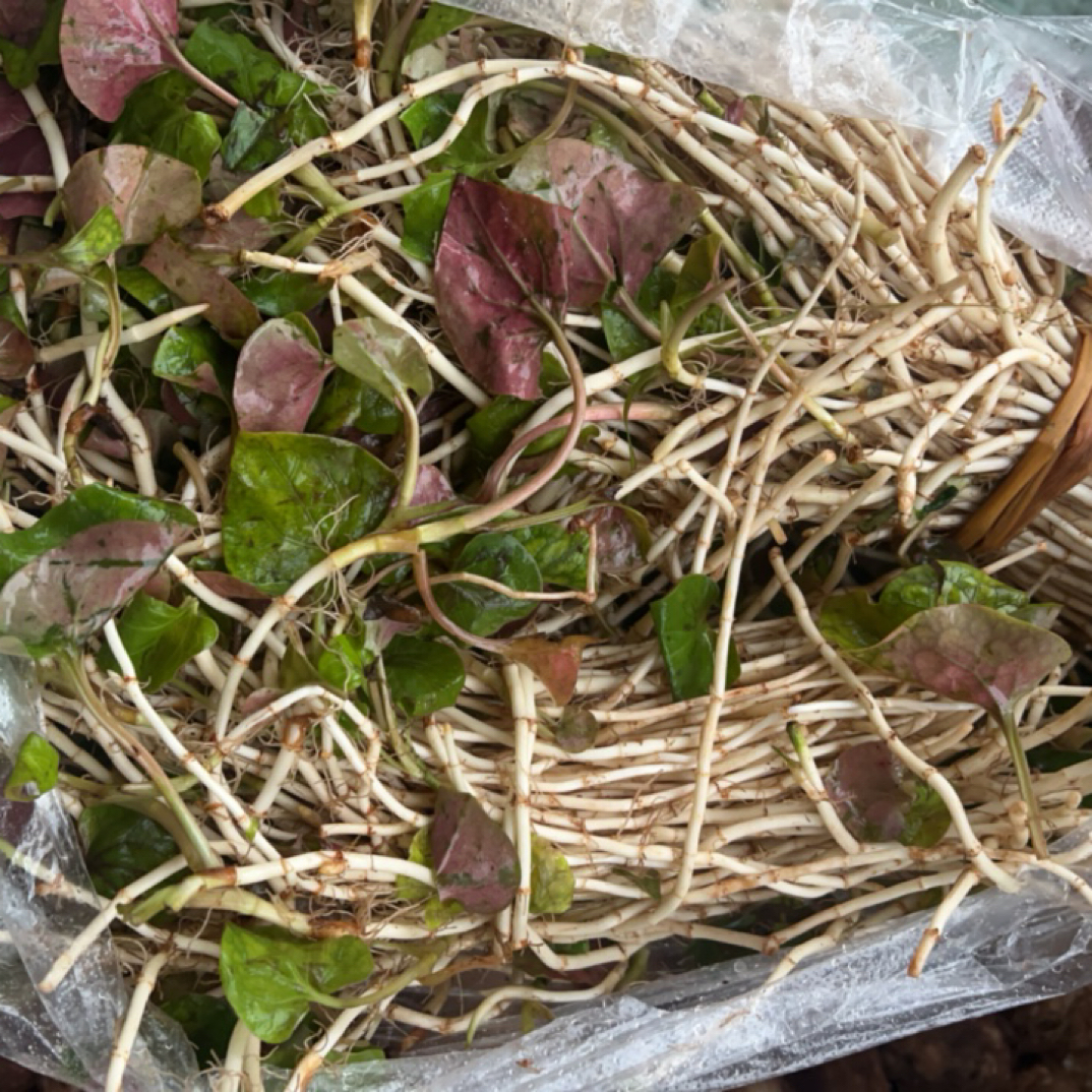 （鱼腥草）重庆武隆菜市场折耳根农家本地蔬菜代购