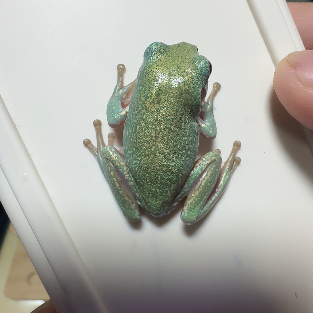 老爷树蛙特金厚金蓝姥巨划算10