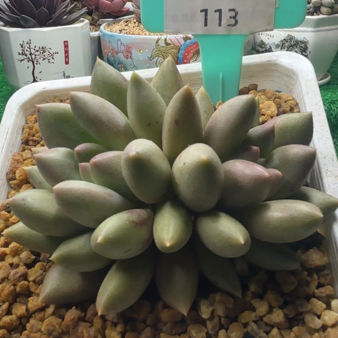 唐二姐多肉编号113