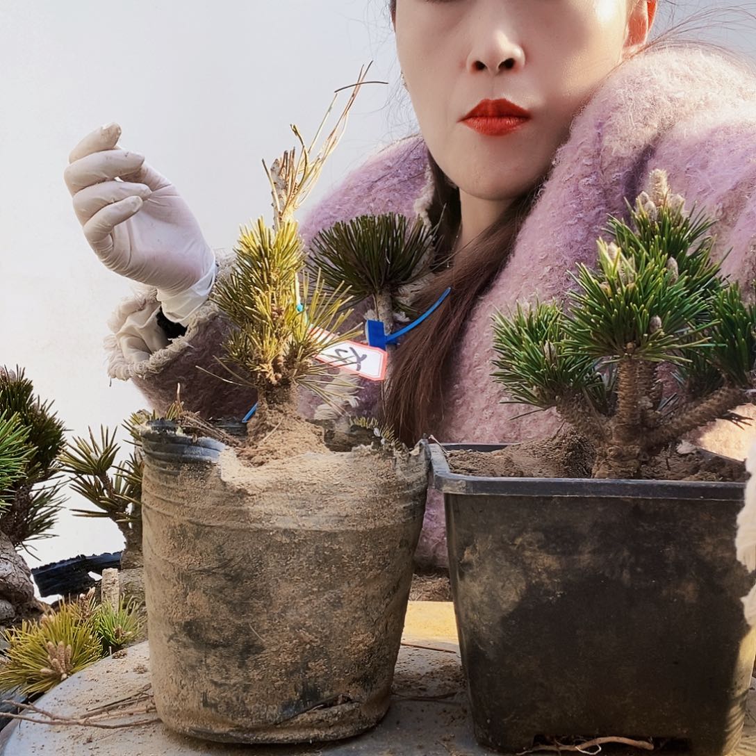 植物形态多年生草本