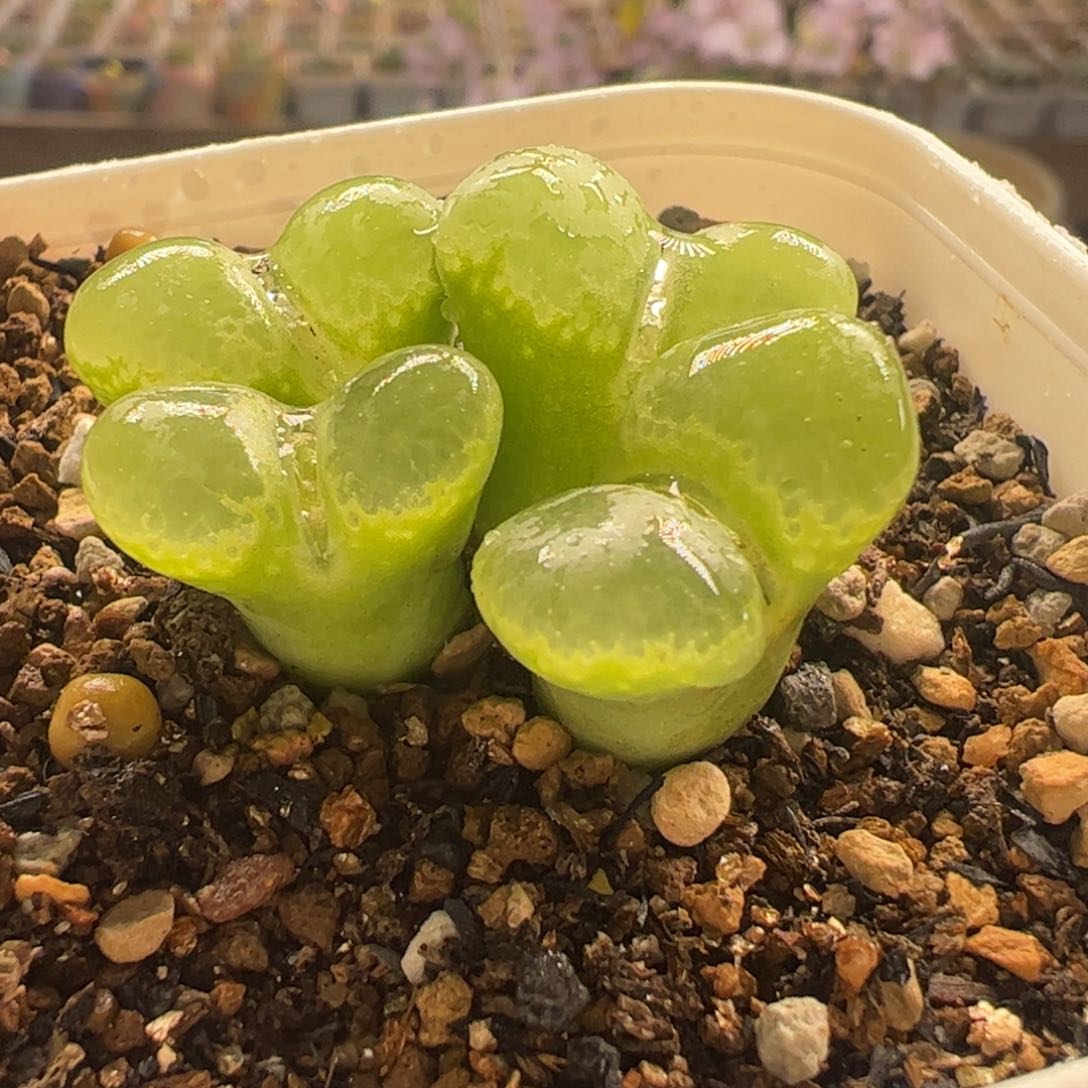 翻窗风铃多肉植物百科