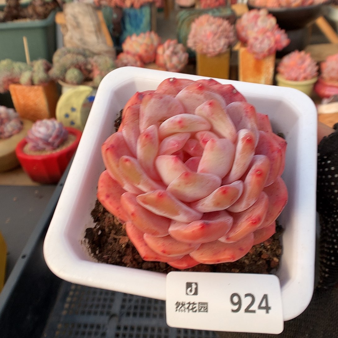 924宽橙多肉植物6666