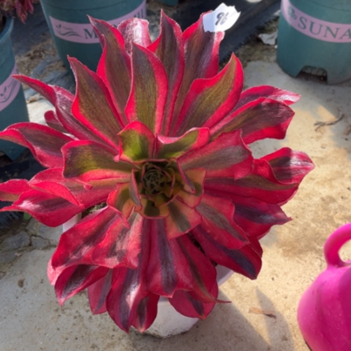 【闪购商品】96大魅影头偏代仔处理多肉法师