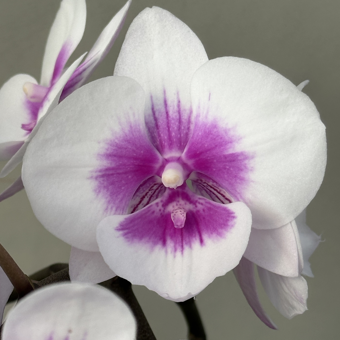 （踏雪寻梅3-3)蝴蝶兰 花期长 拍2份组盆