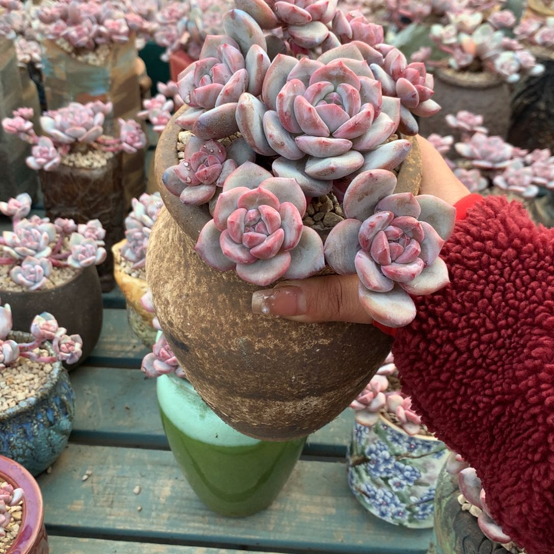 北**?北极星 哈哈哈哈哈哈