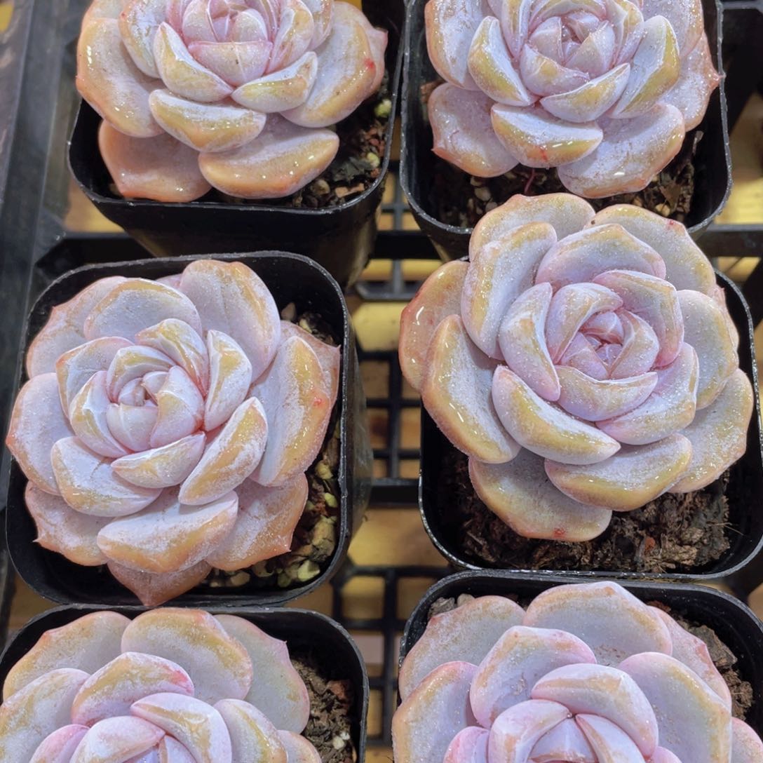 1316号 宽叶糖心芋圆啵啵一颗