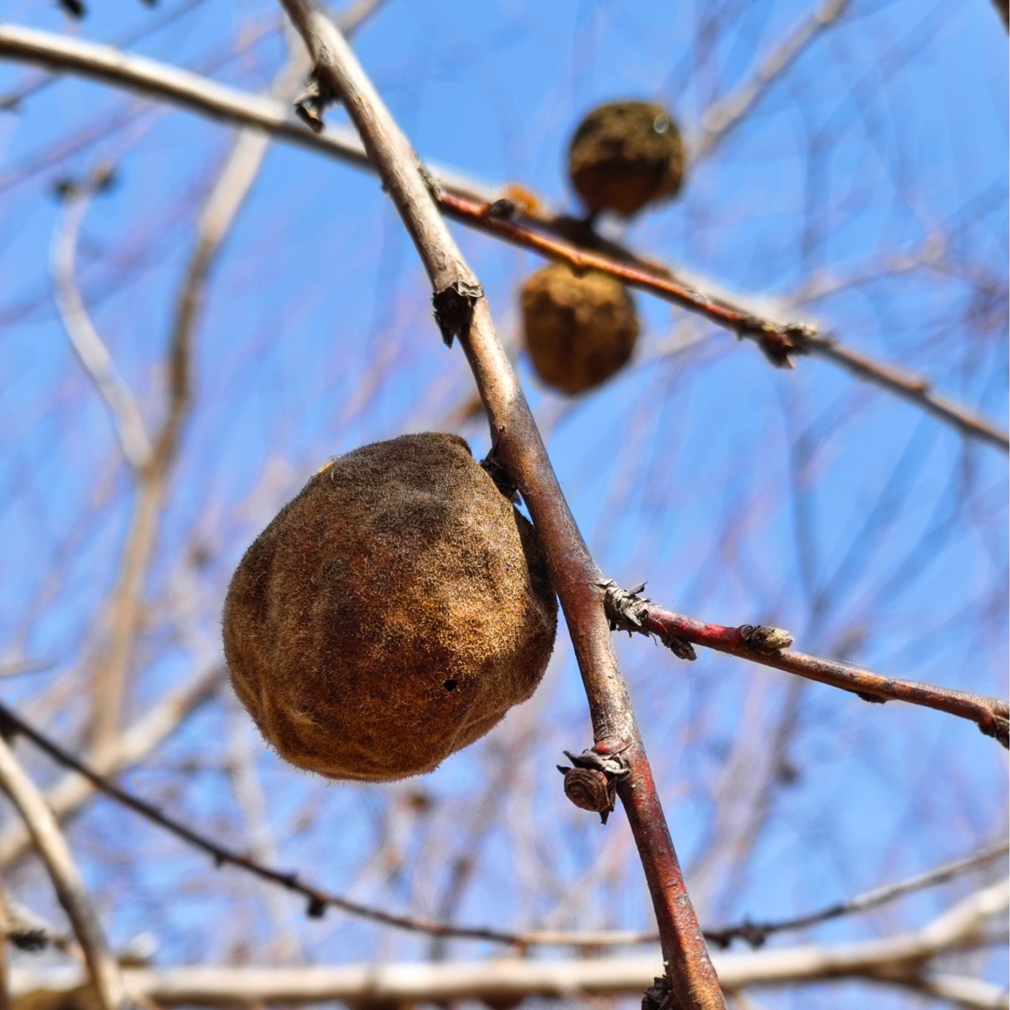 正月树摘野生小毛桃桃枭