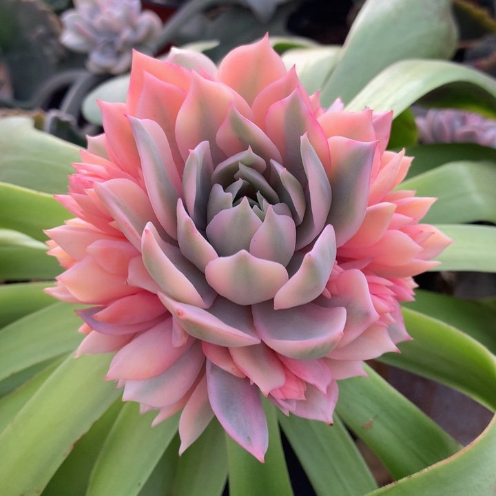 粉蝶锦捧花锦上园艺一物一拍