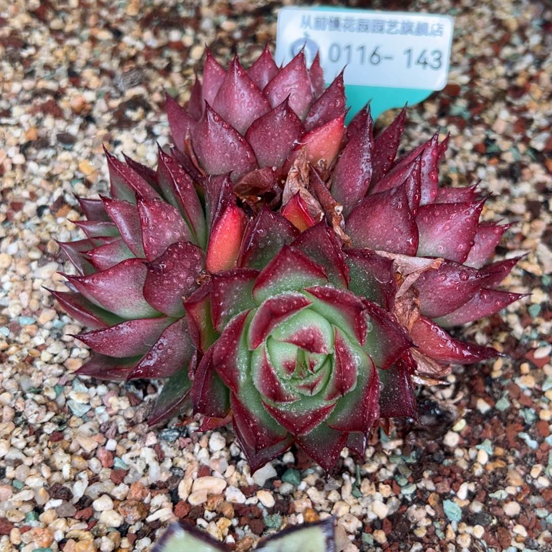 从前慢多肉精选编号0116.143