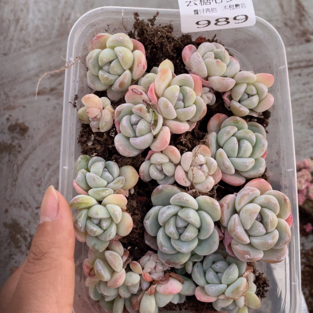  云糖心多肉植物989