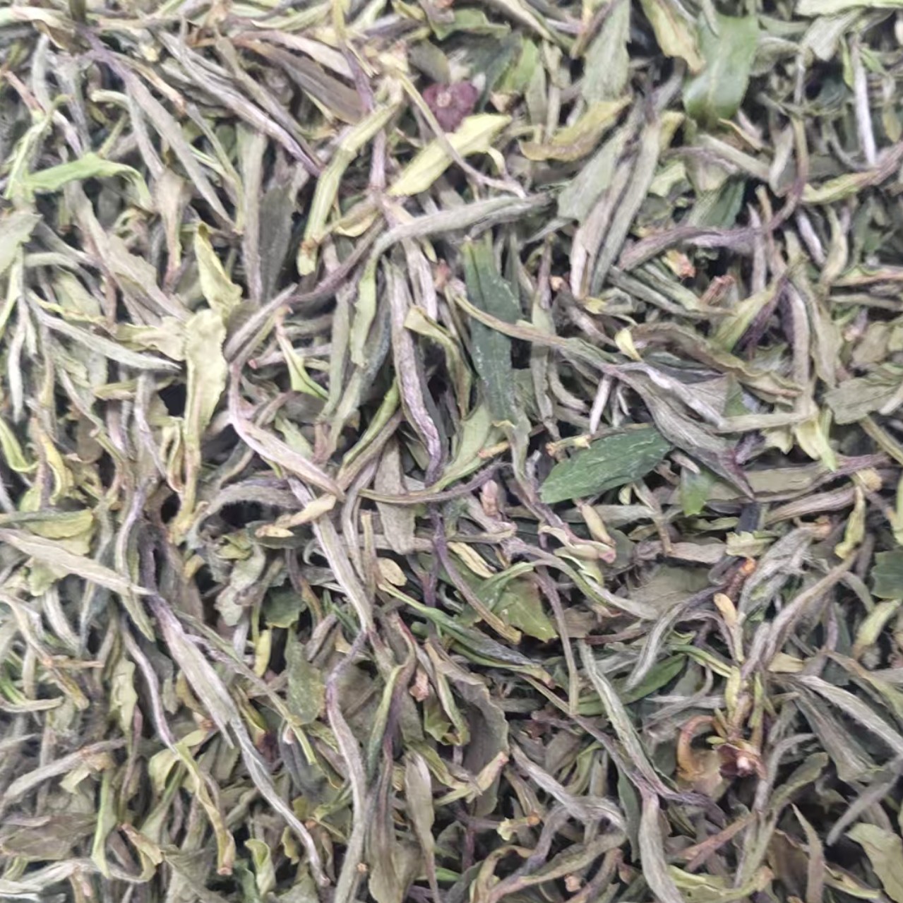 临时链接 看直播 2025年微紫芽小菜茶散茶