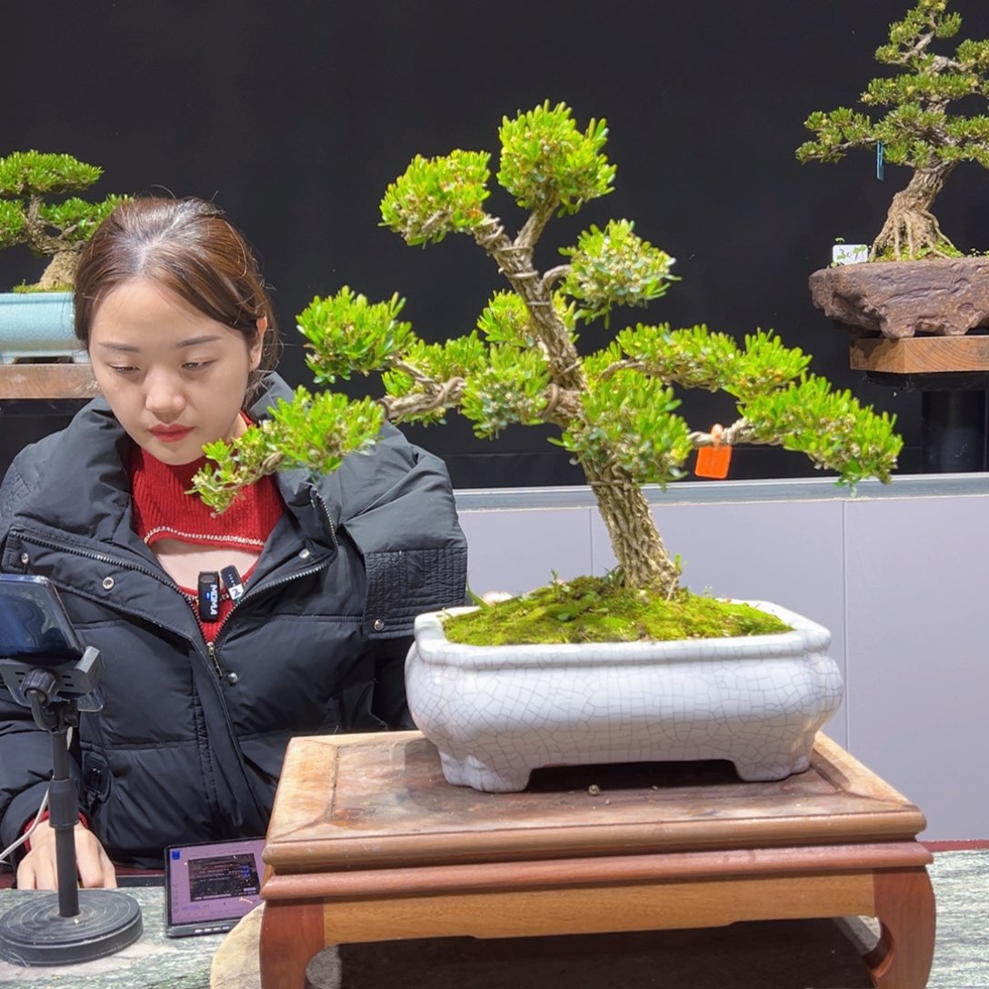 四季常青老桩黄杨盆景