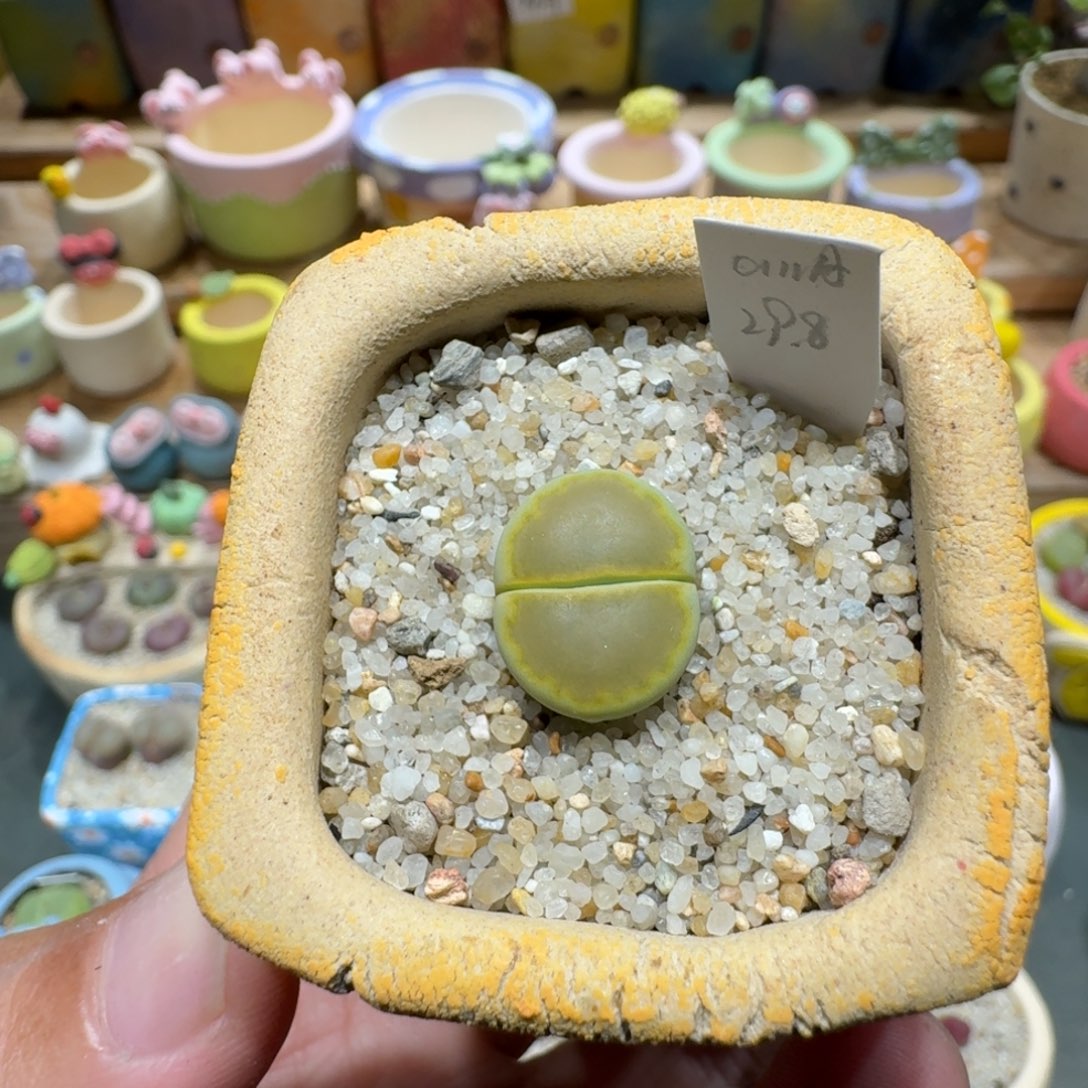 蘑菇1369黄巴厘净多肉植物