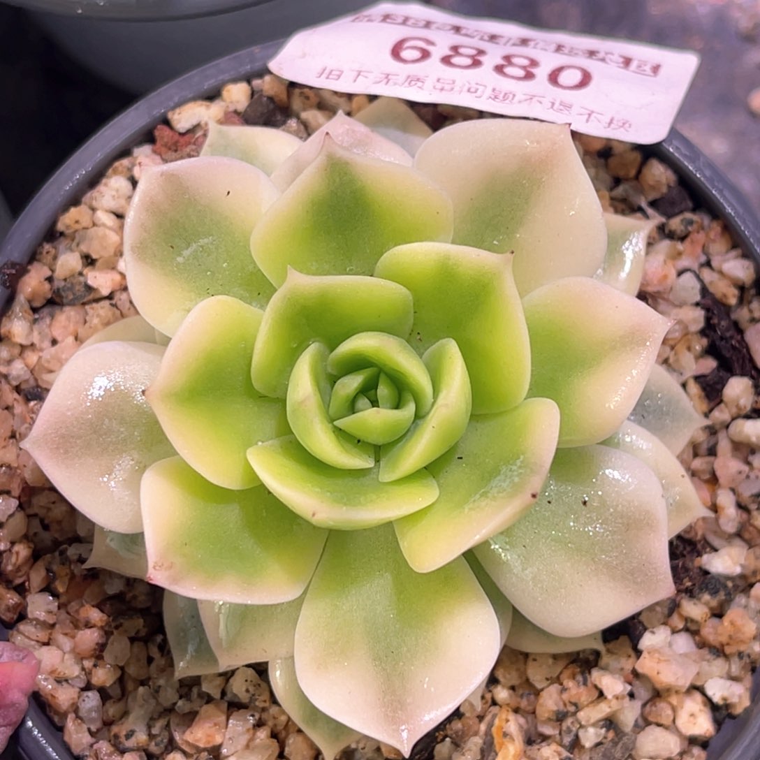 多肉特价范女王锦