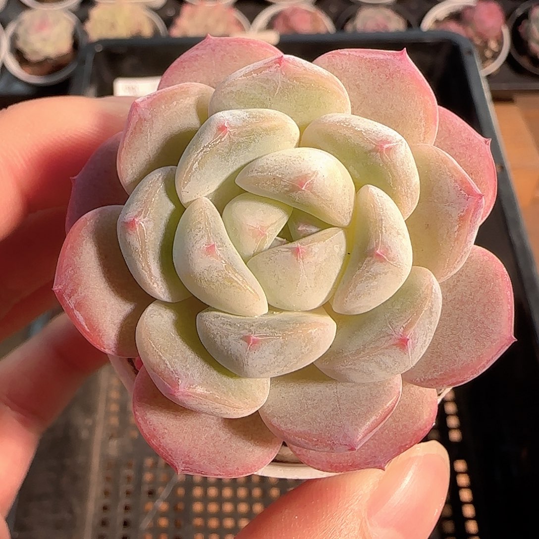 多肉1212-105冰娃娃