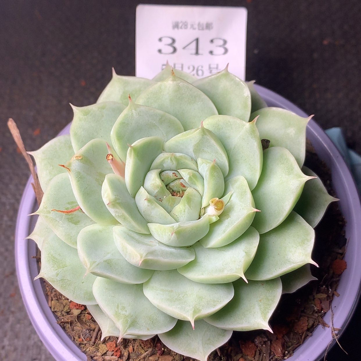 【闪购商品】云343号