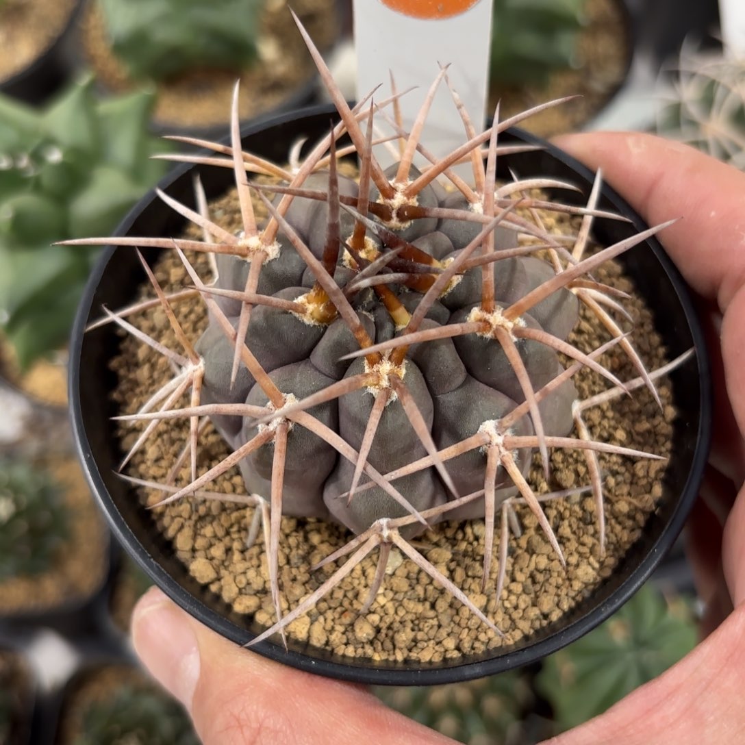 34实生守金摩天龙带盆带土发货