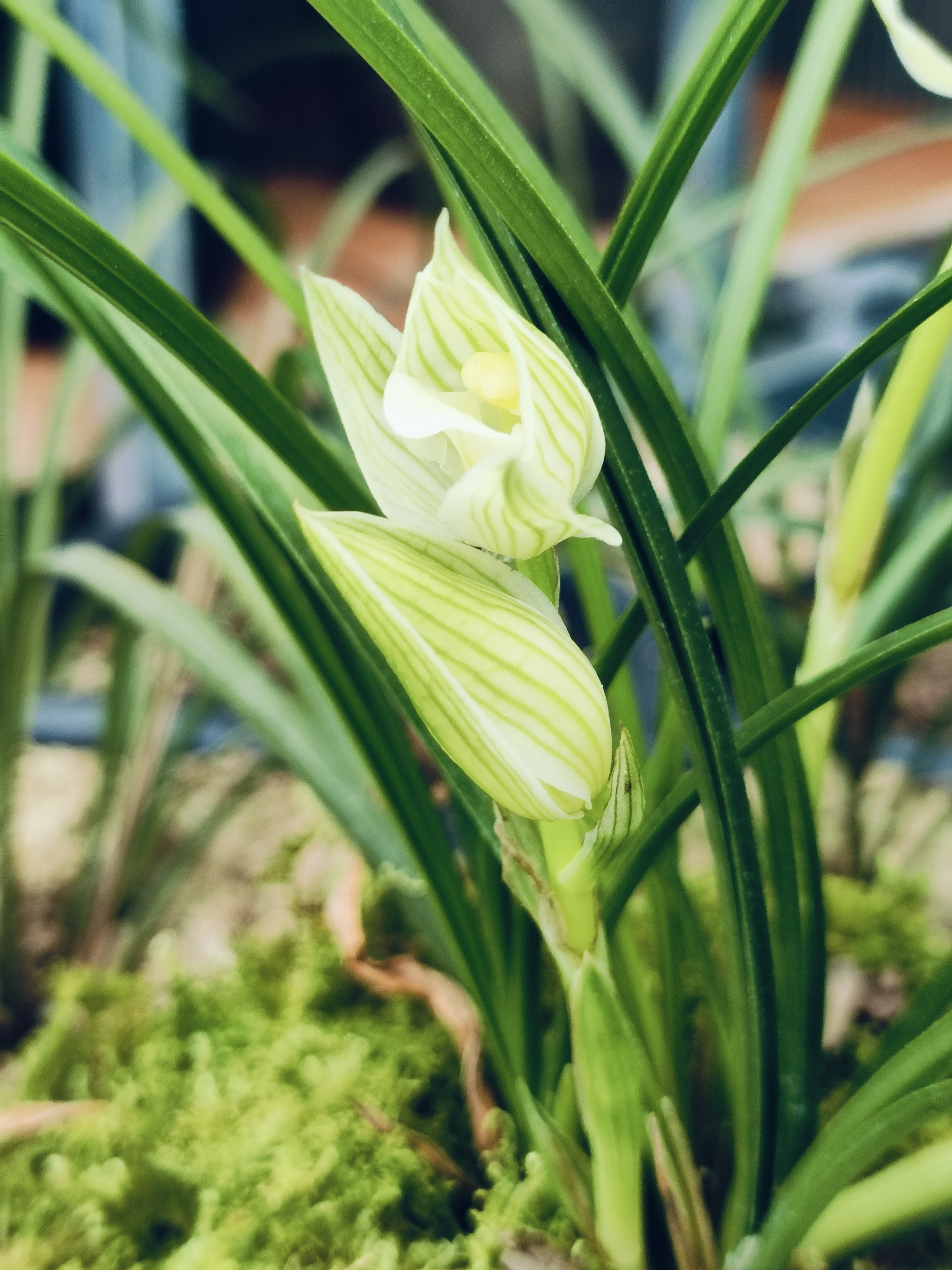 峡谷莲瓣兰素花，有香味。