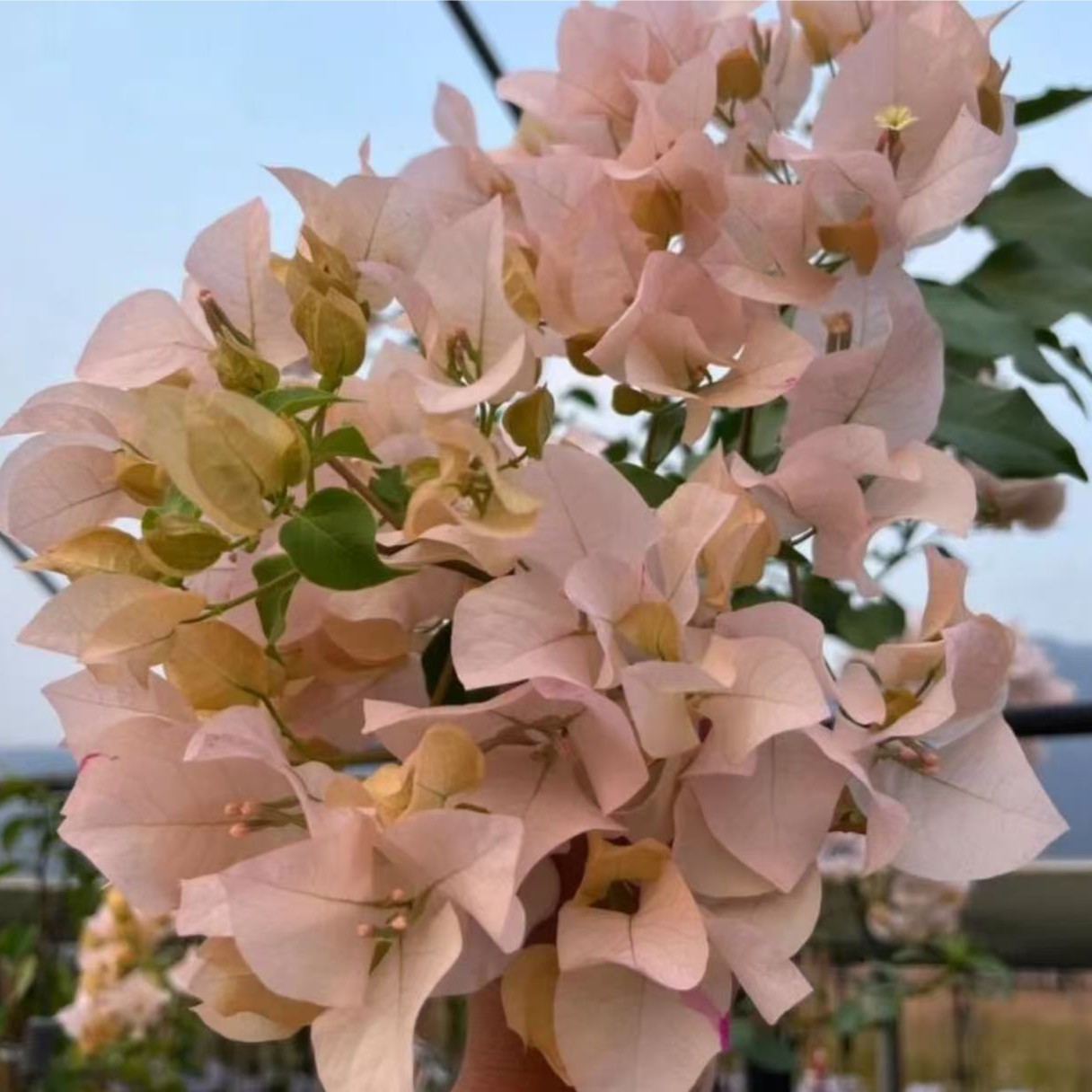 【阿达的喜悦】护心土球【不带花】发货运输过程中掉花落叶正常情况 