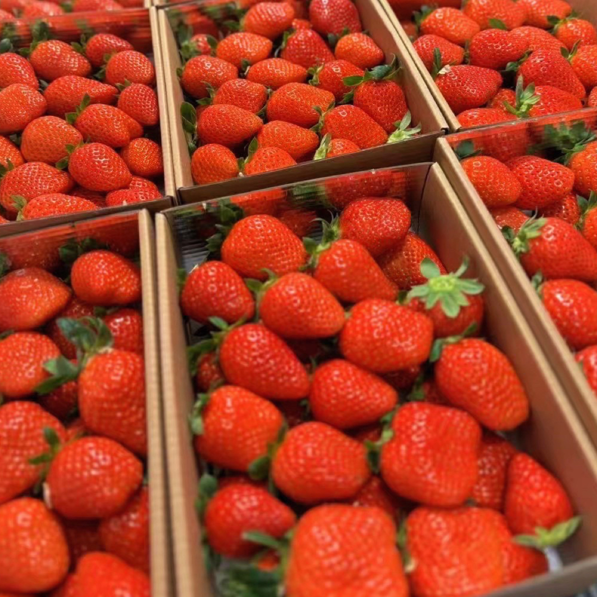 香野草莓1.5斤盒装