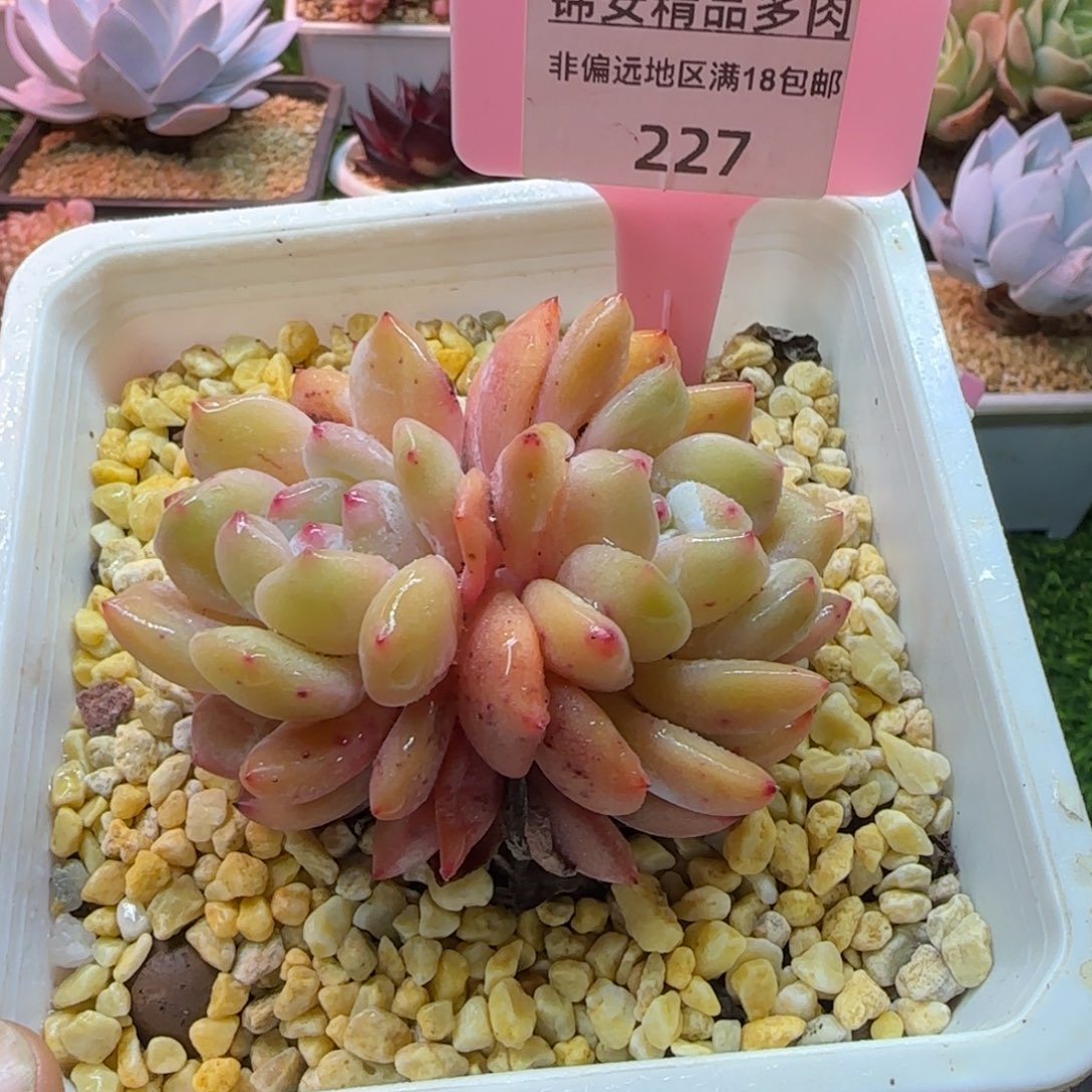 锦安精品多肉编号227