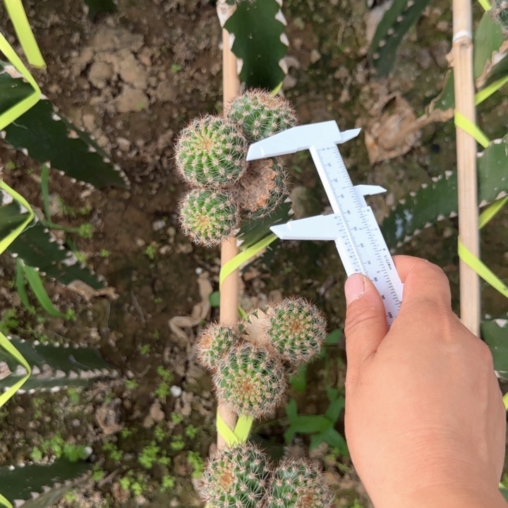 夕雾无根侧芽三公分左右