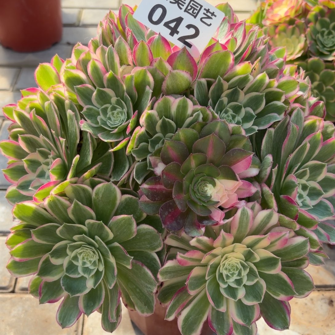 春***。孔雀翎福利有老伤疤042肉肉肉