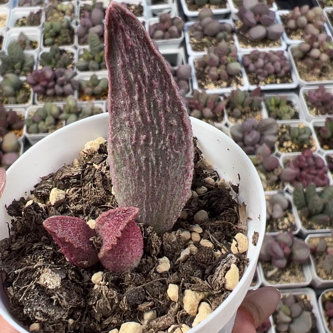 粉红猪肝多肉植物水泡实