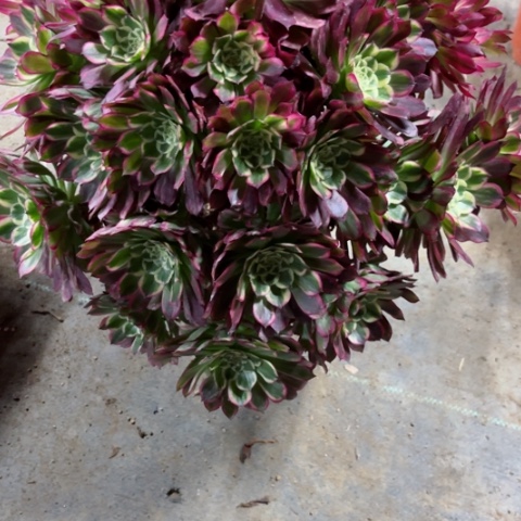 多肉植物天河锦。