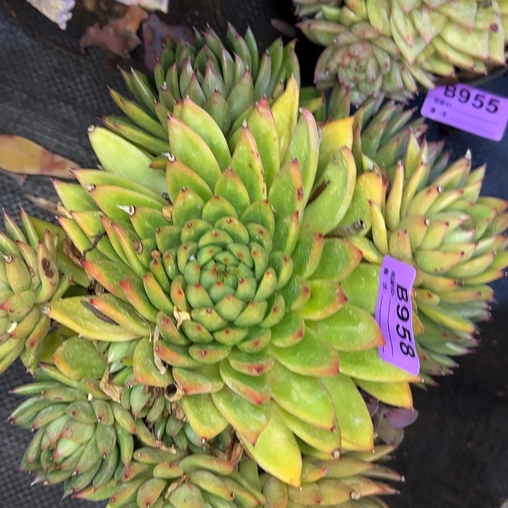 宋***.凸起958 多肉植物一物一拍