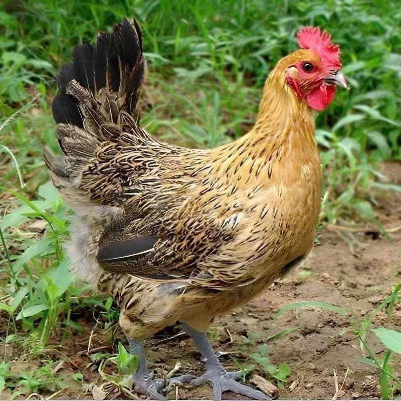 青脚麻鸡99元50只带框发货X