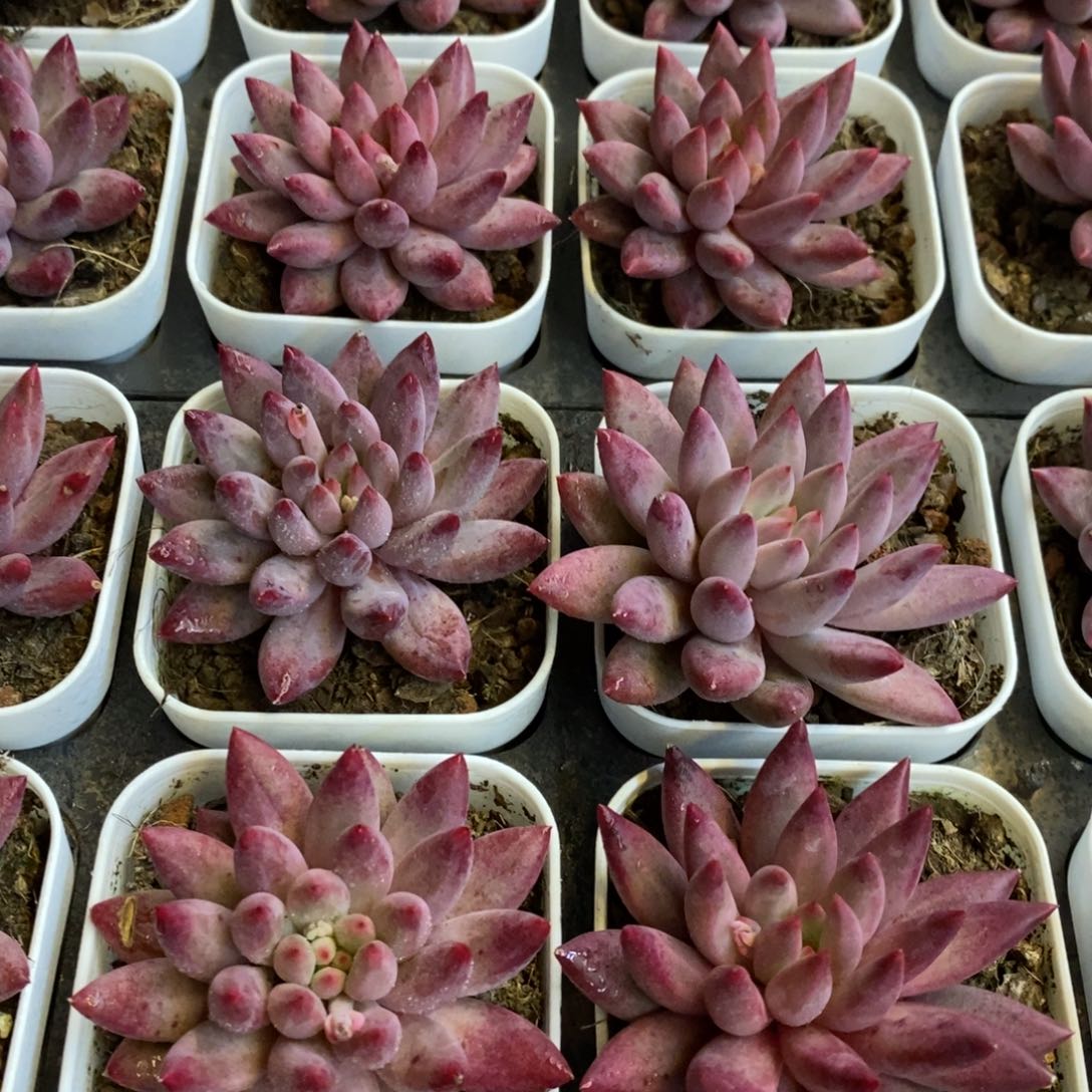 148。金鱼姬。单头。