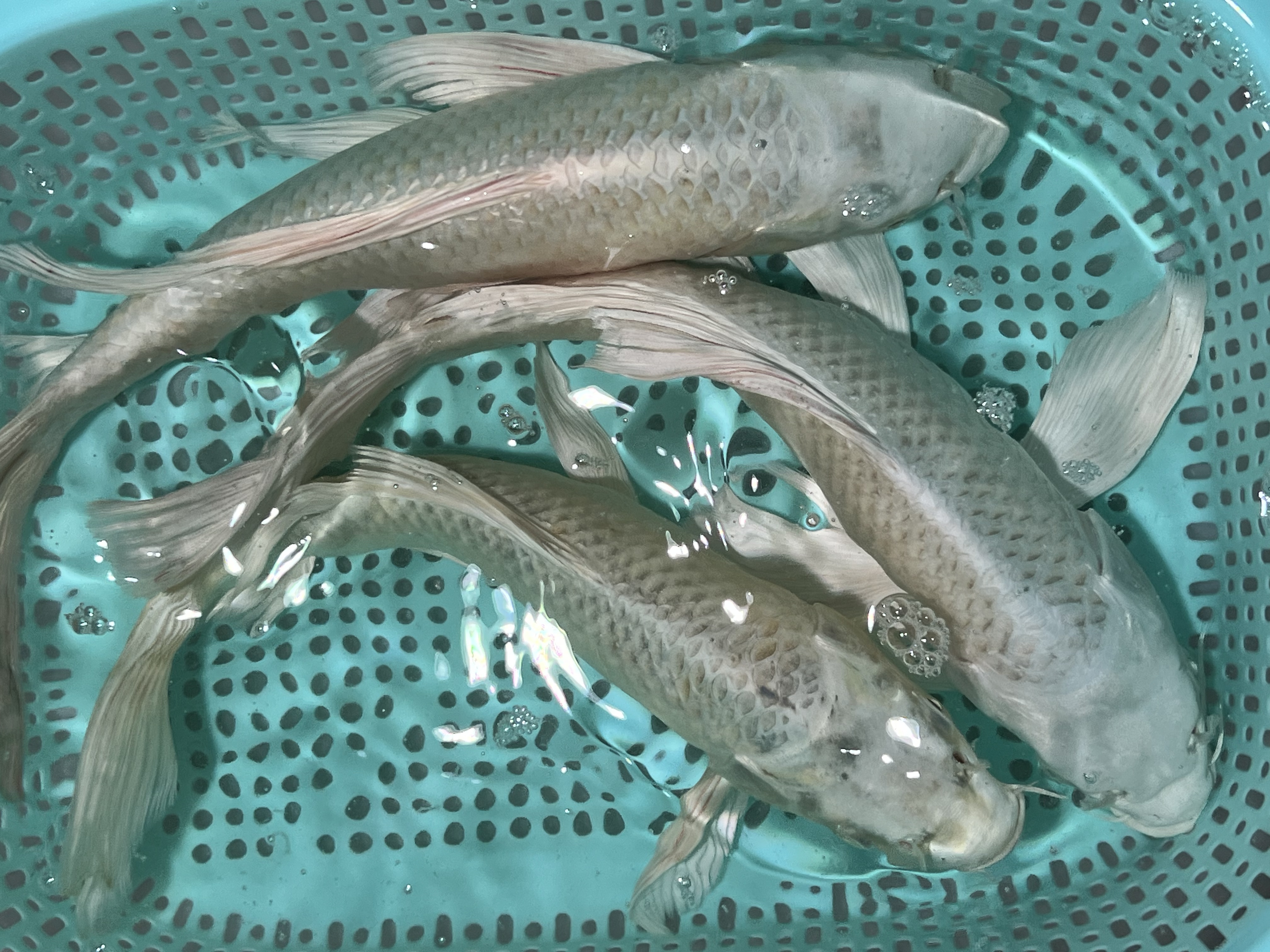 【三条装】冷水观赏鱼白蝴蝶皮实好养耐活型