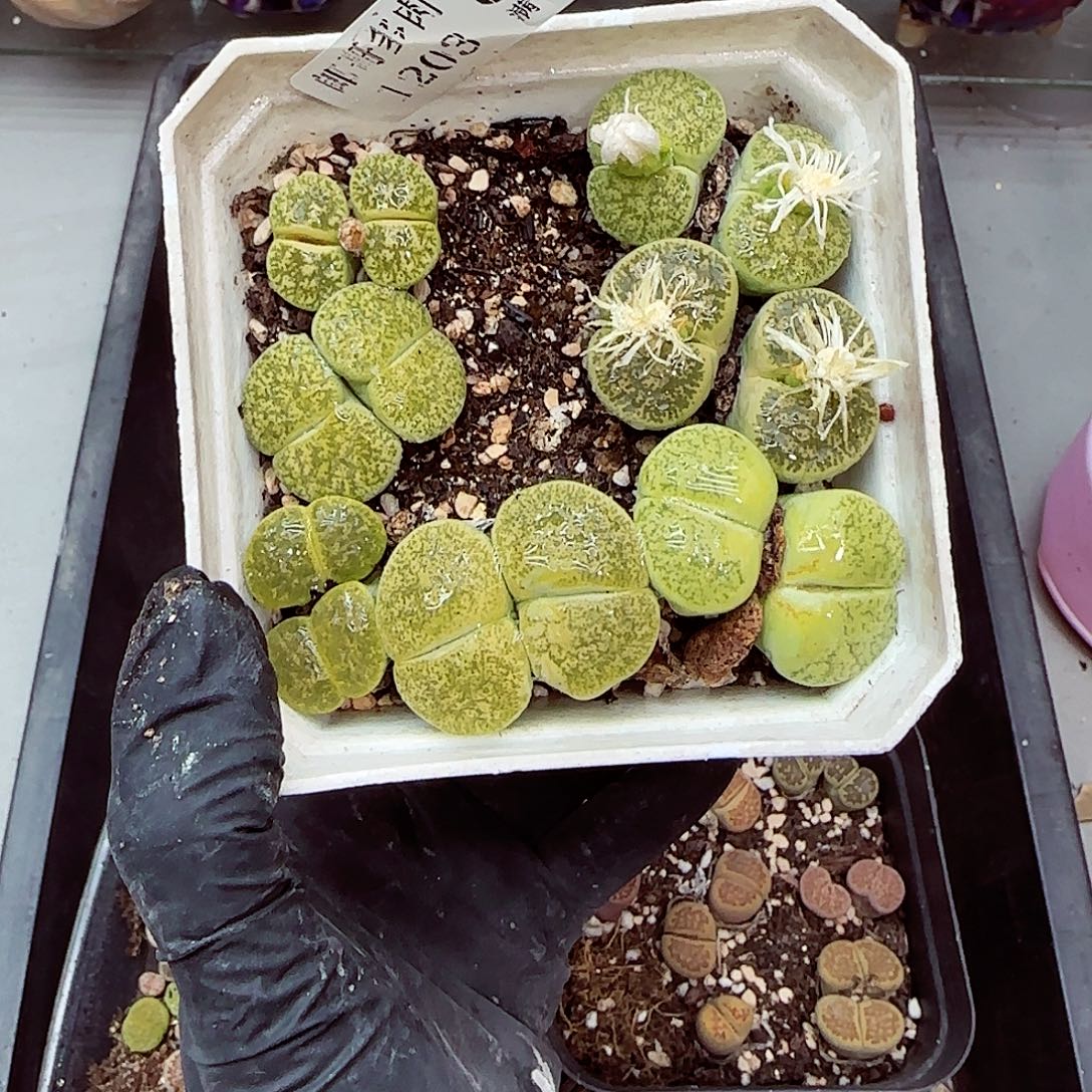 生石花满18包邮1203-38