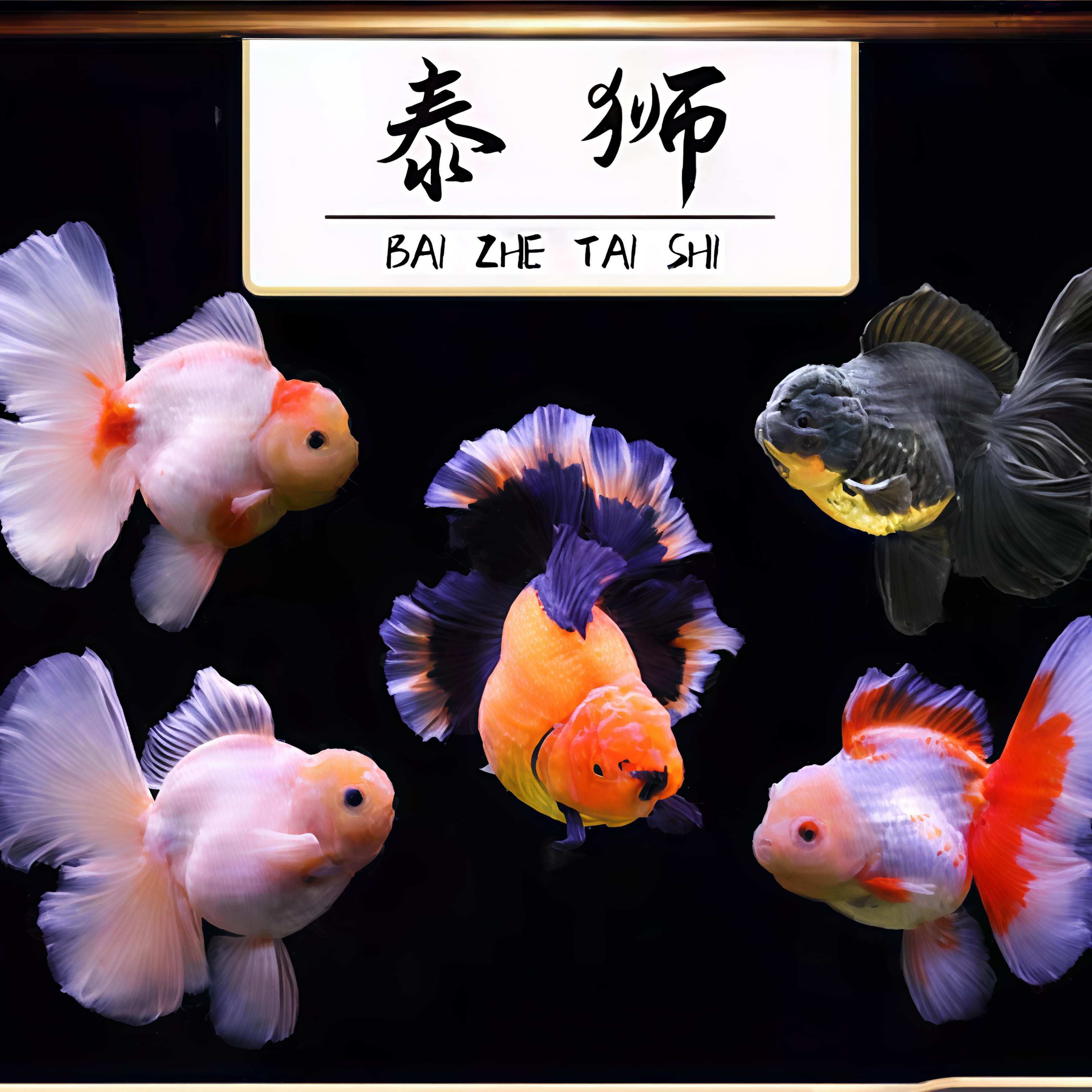 兰寿泰狮元宝狮冷水鱼，新手好养观赏鱼